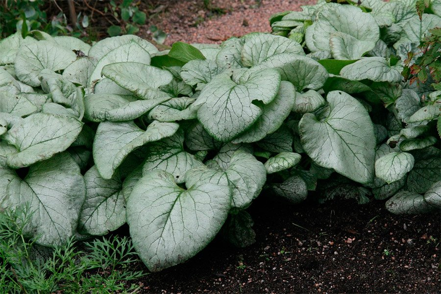 Превью изображения