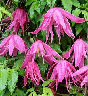 Превью изображения