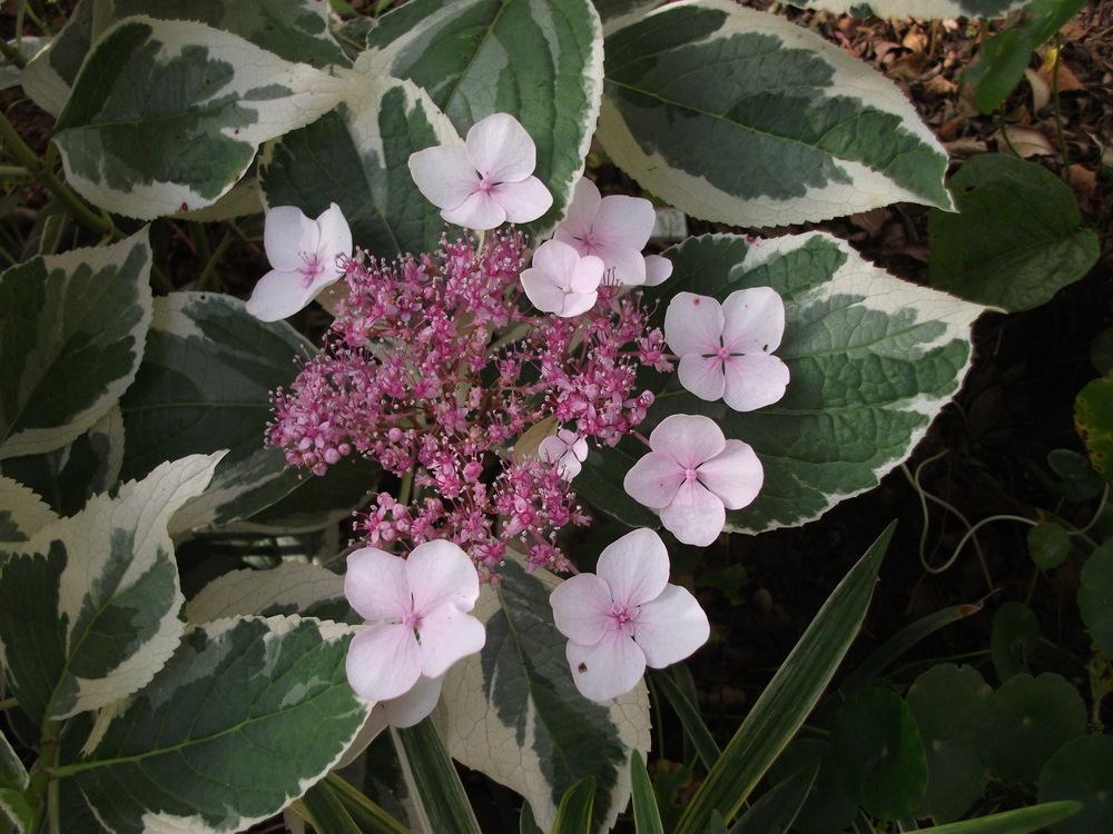 Превью изображения