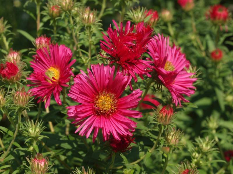 Превью изображения