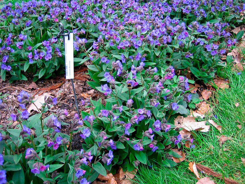 Превью изображения