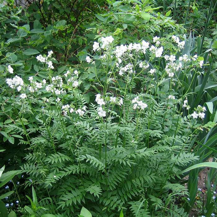 Превью изображения