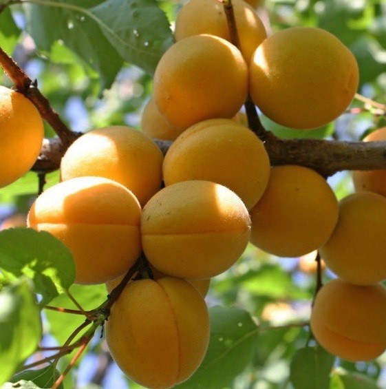 Превью изображения