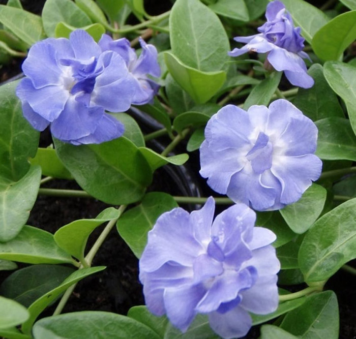 Превью изображения