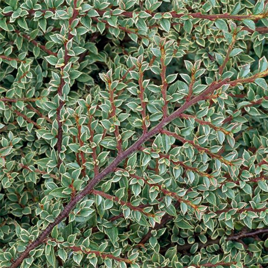 Превью изображения