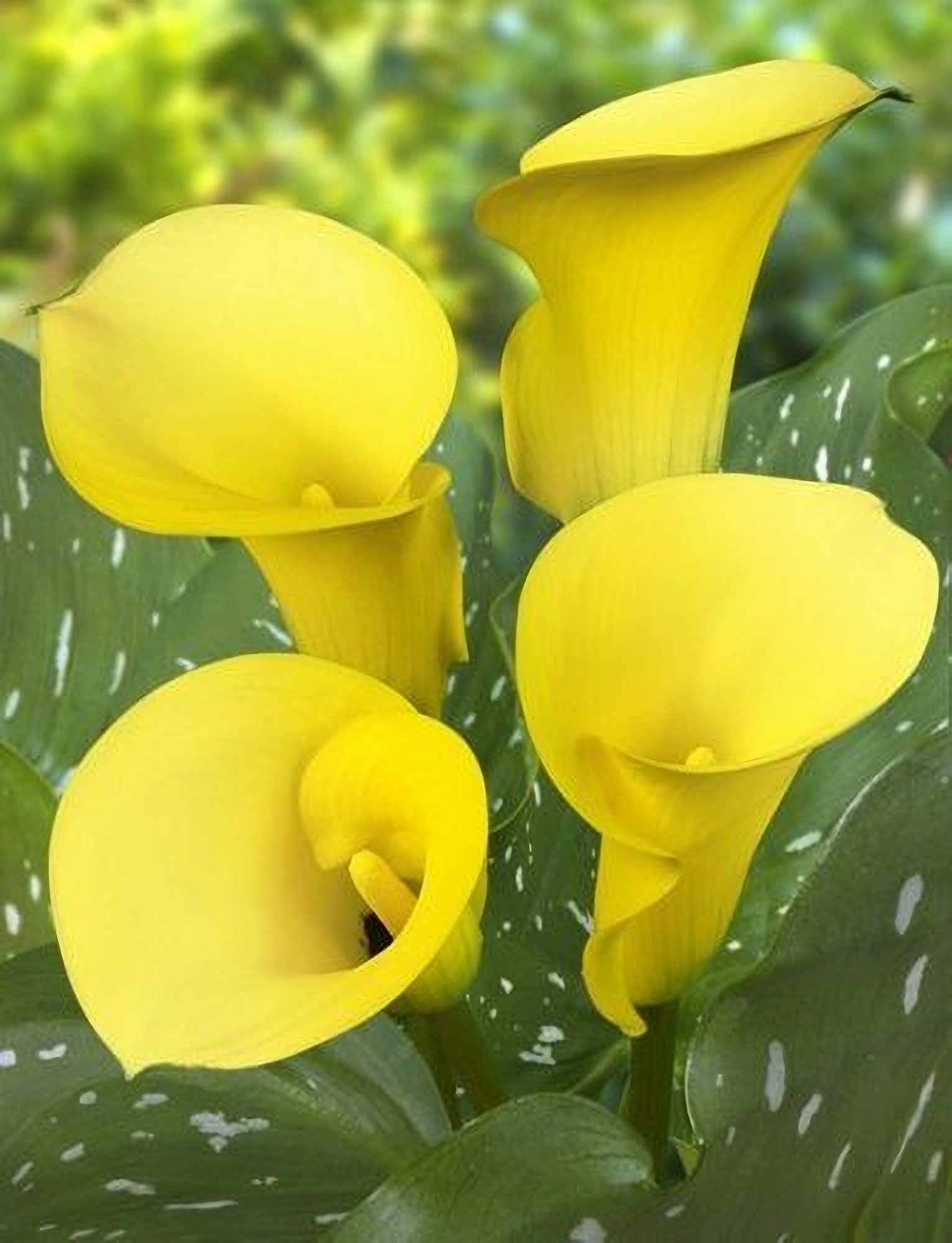 Превью изображения