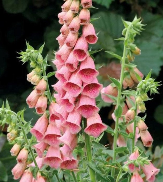 Превью изображения