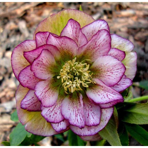 Превью изображения