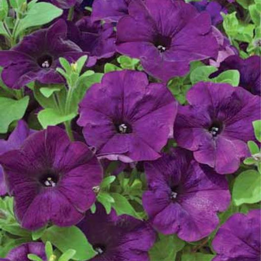 Превью изображения