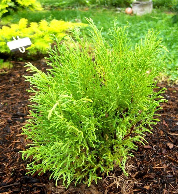 Превью изображения