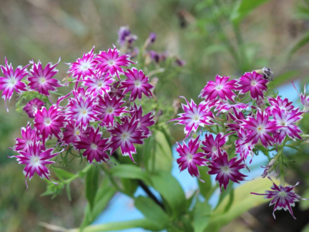 Превью изображения