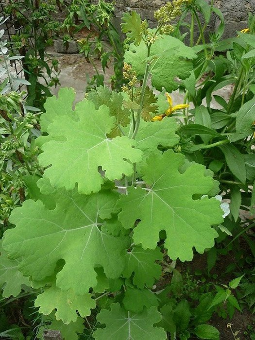 Превью изображения