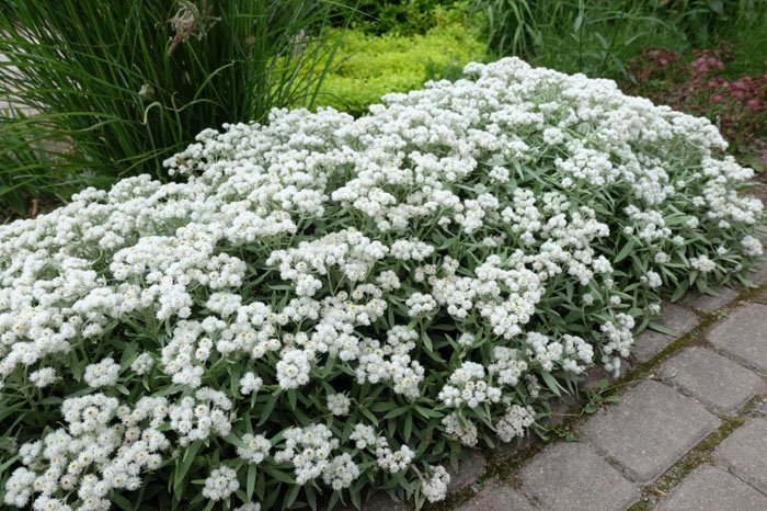 Превью изображения