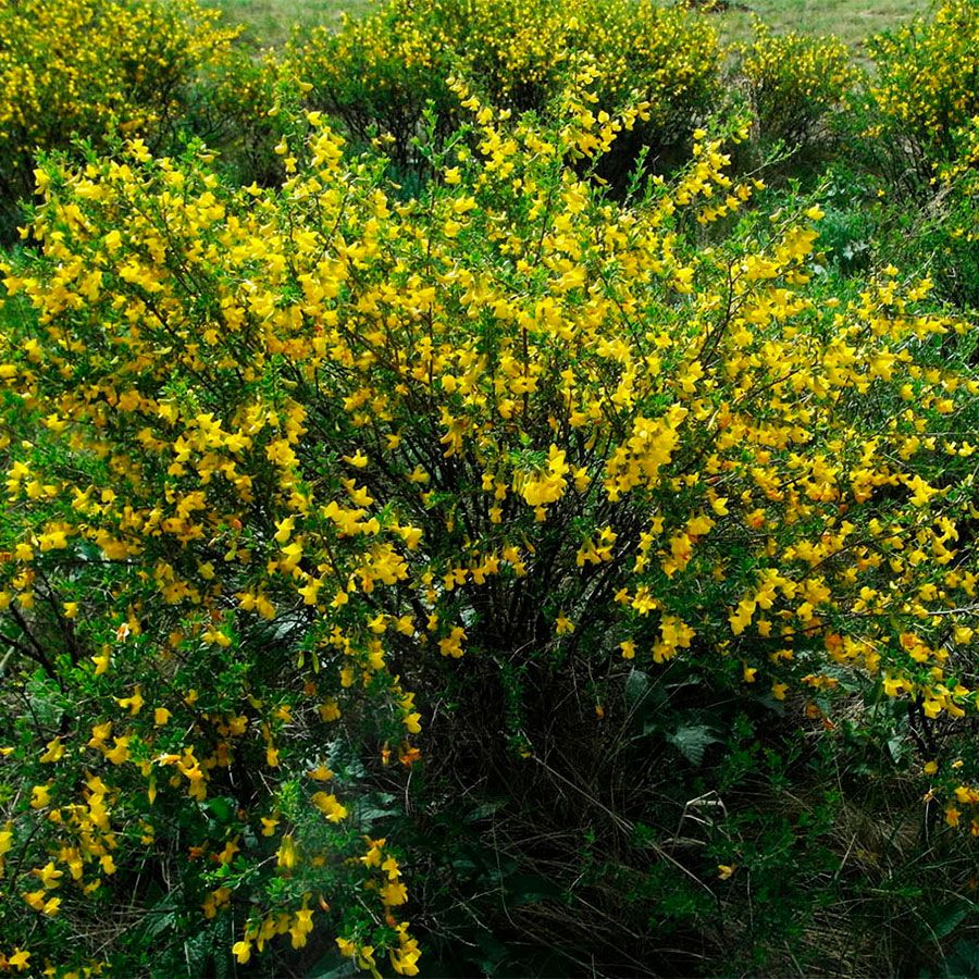 Превью изображения