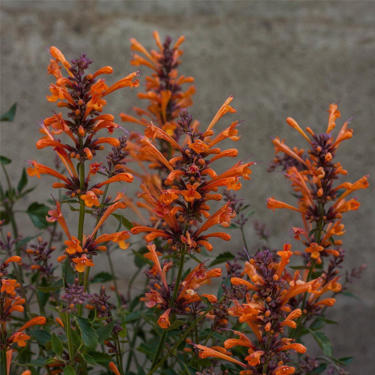 Превью изображения