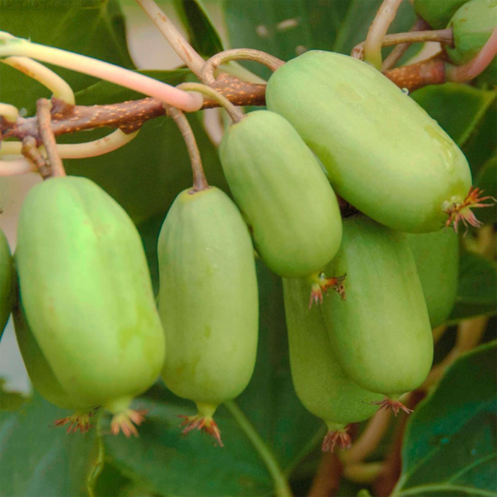 Превью изображения