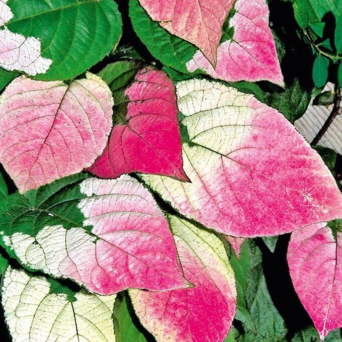 Превью изображения