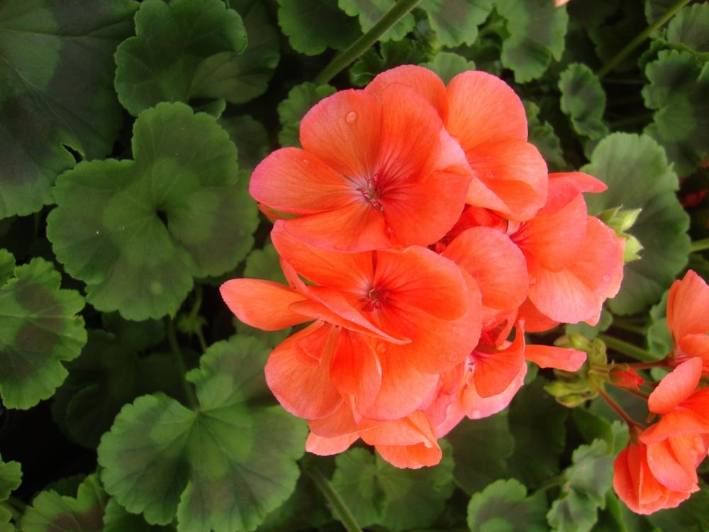 Превью изображения