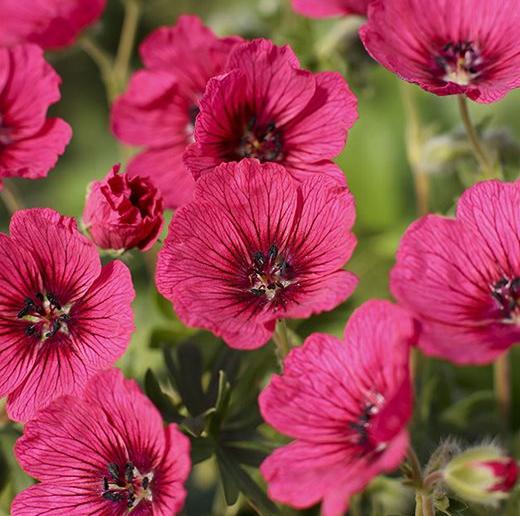 Превью изображения