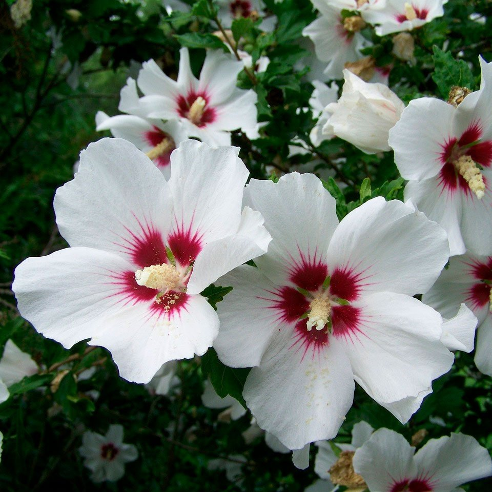 Превью изображения