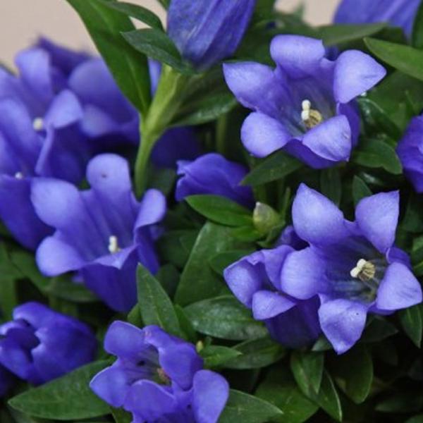 Превью изображения