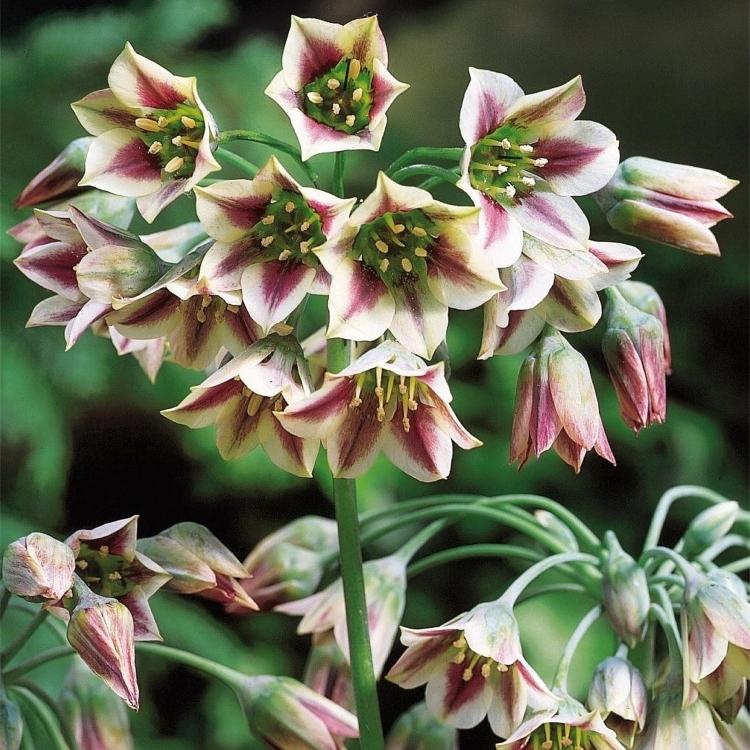 Превью изображения