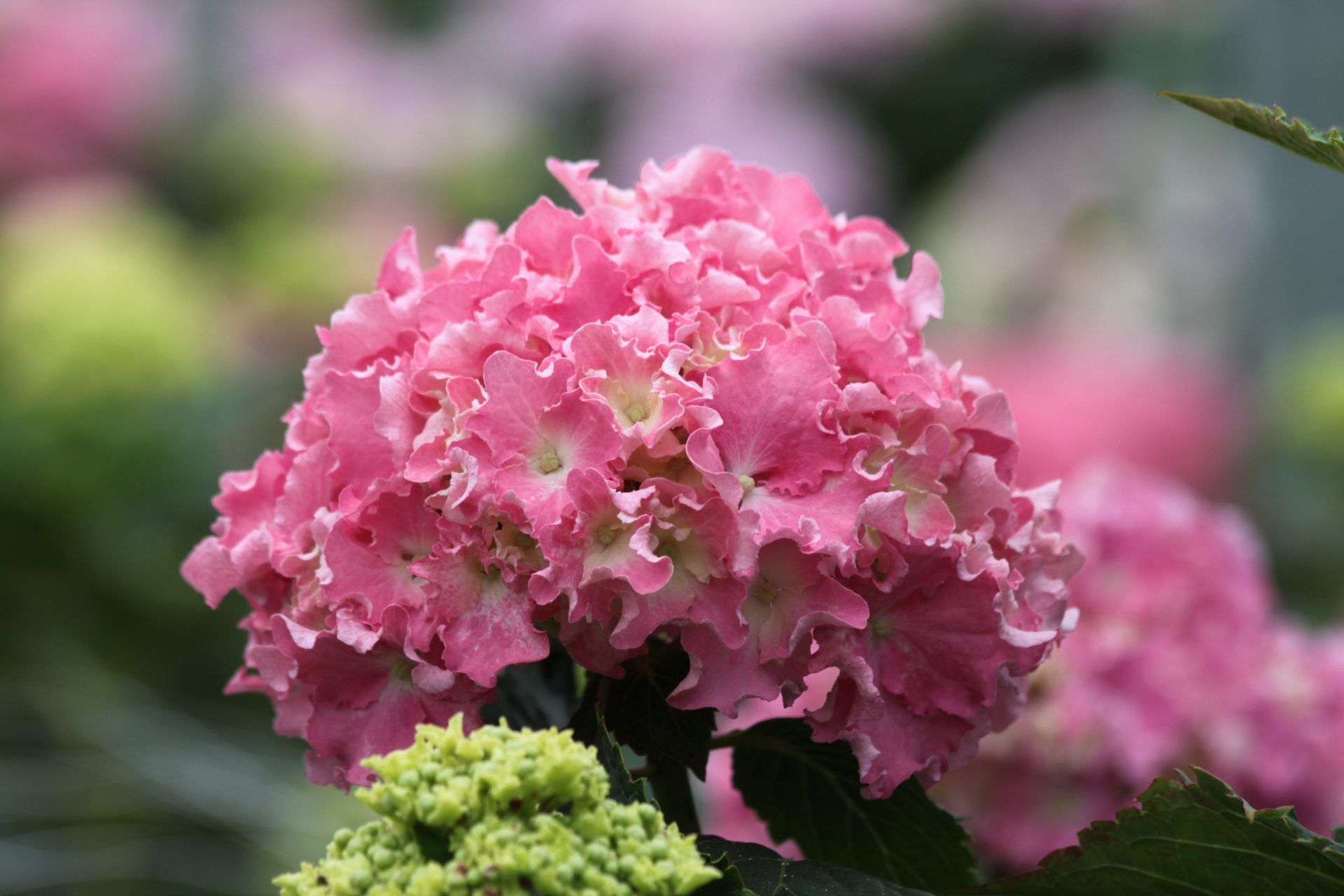 Превью изображения