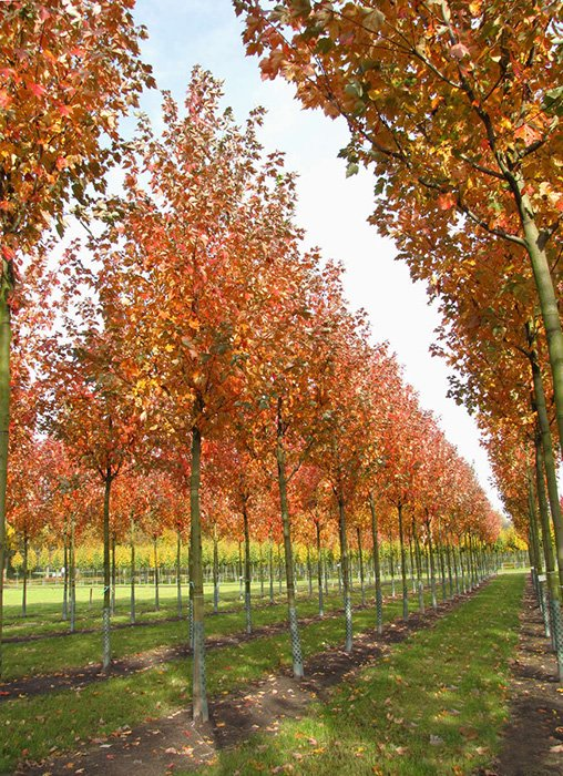 Превью изображения