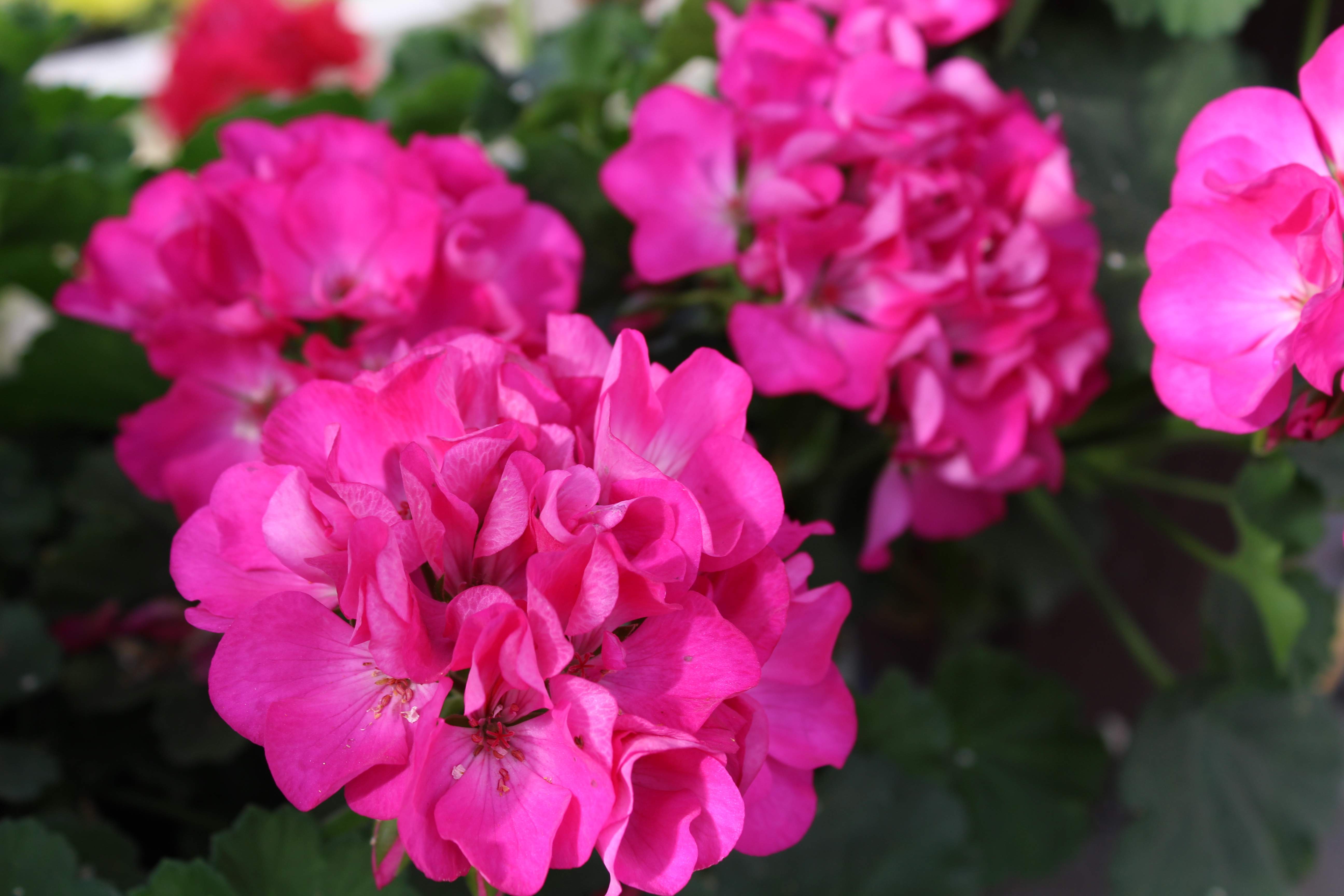 Превью изображения