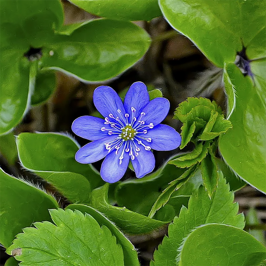Превью изображения