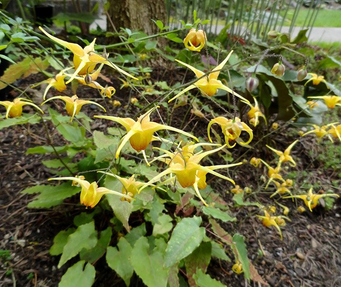 Превью изображения