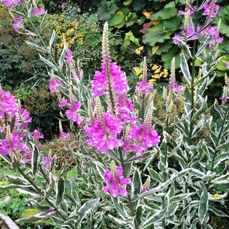 Превью изображения