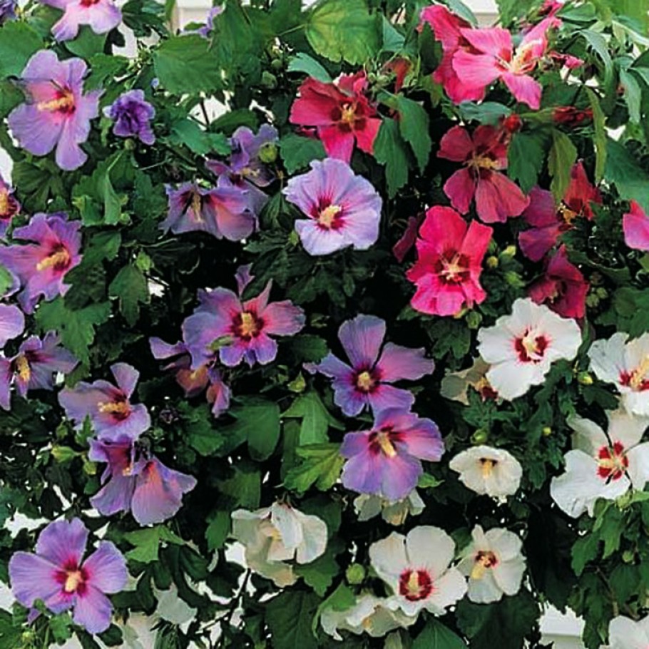 Превью изображения