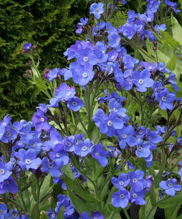 Превью изображения