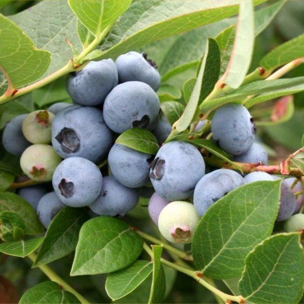 Превью изображения