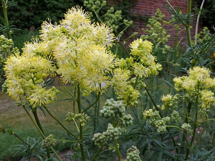 Превью изображения