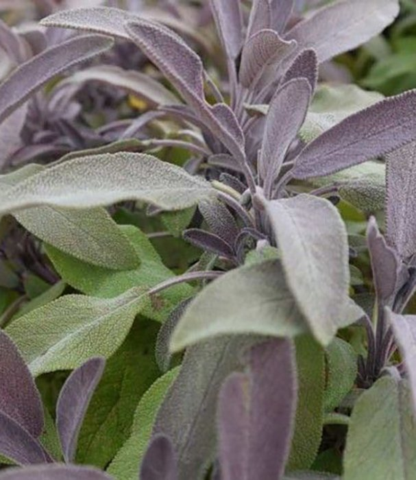 Превью изображения