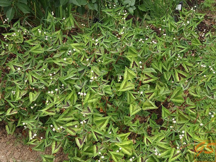 Превью изображения