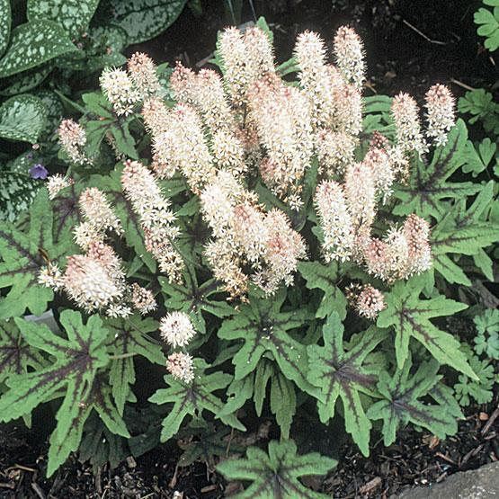 Превью изображения