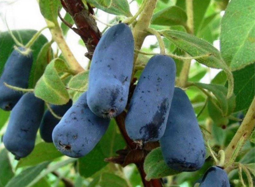 Превью изображения