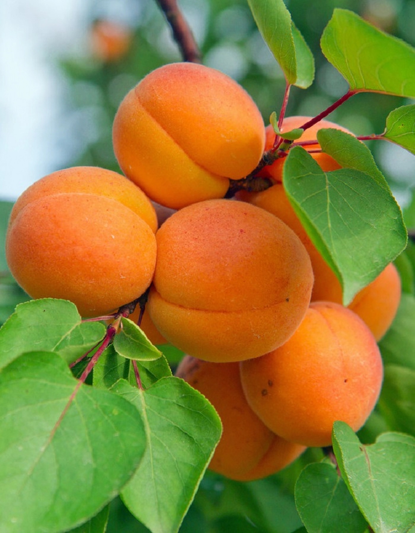 Превью изображения