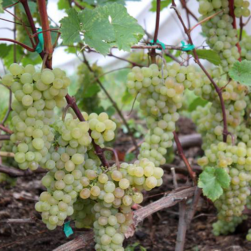 Превью изображения