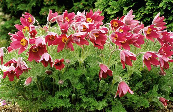 Превью изображения