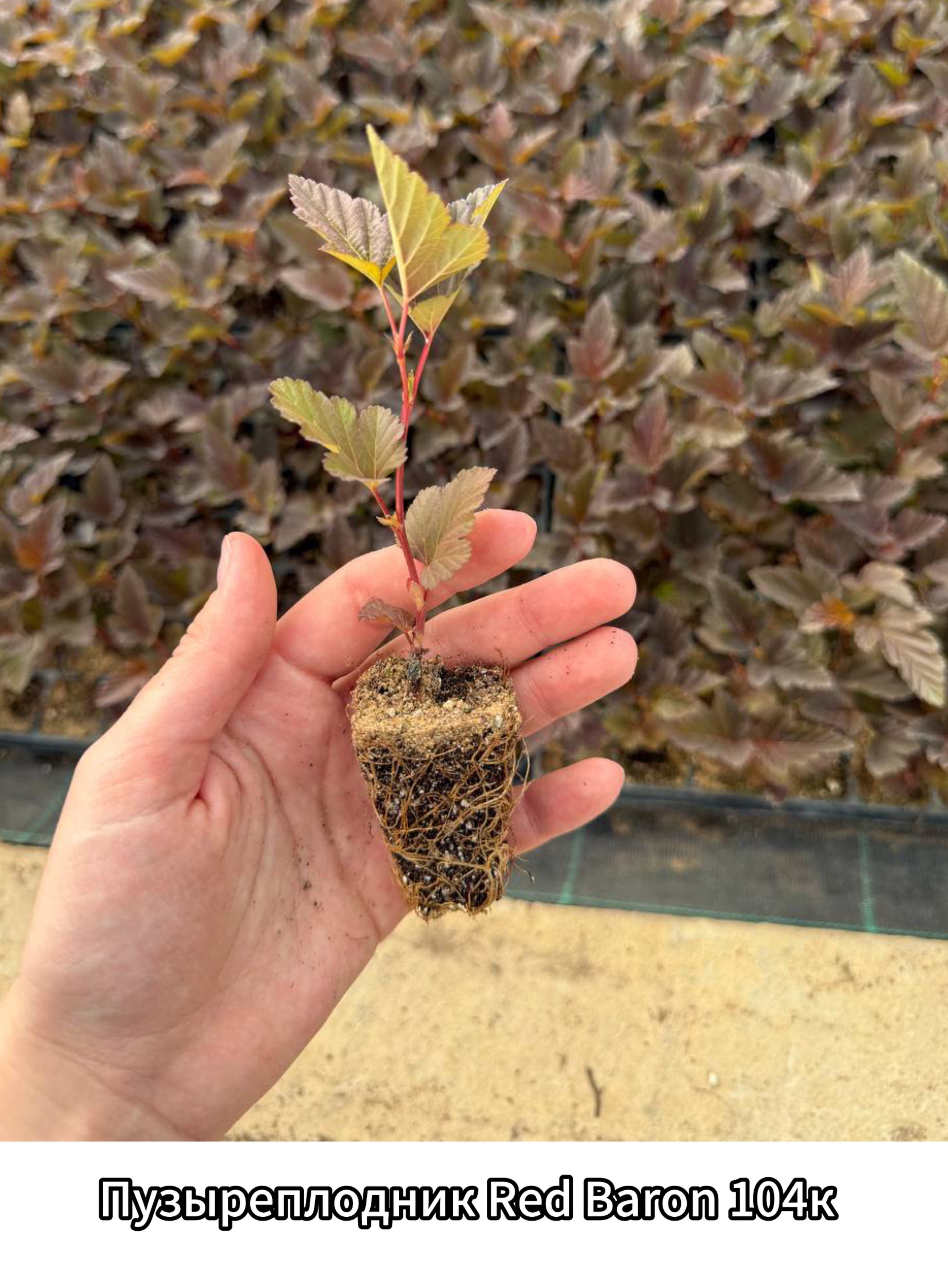 Превью изображения