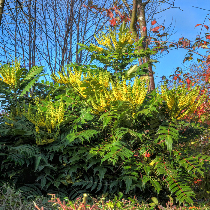 Превью изображения