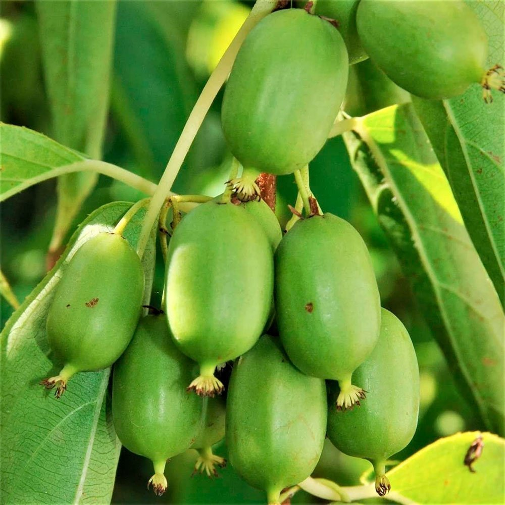 Превью изображения