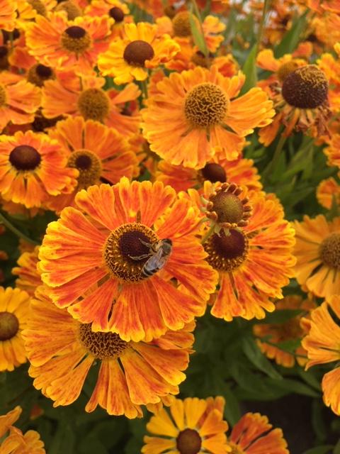 Превью изображения