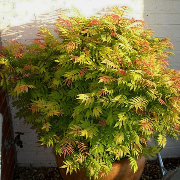 Превью изображения