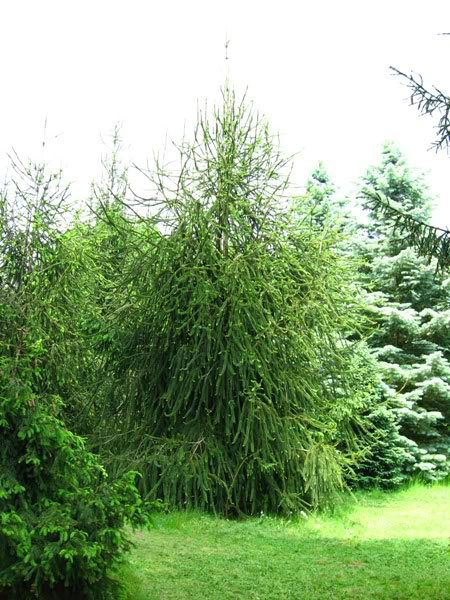 Превью изображения