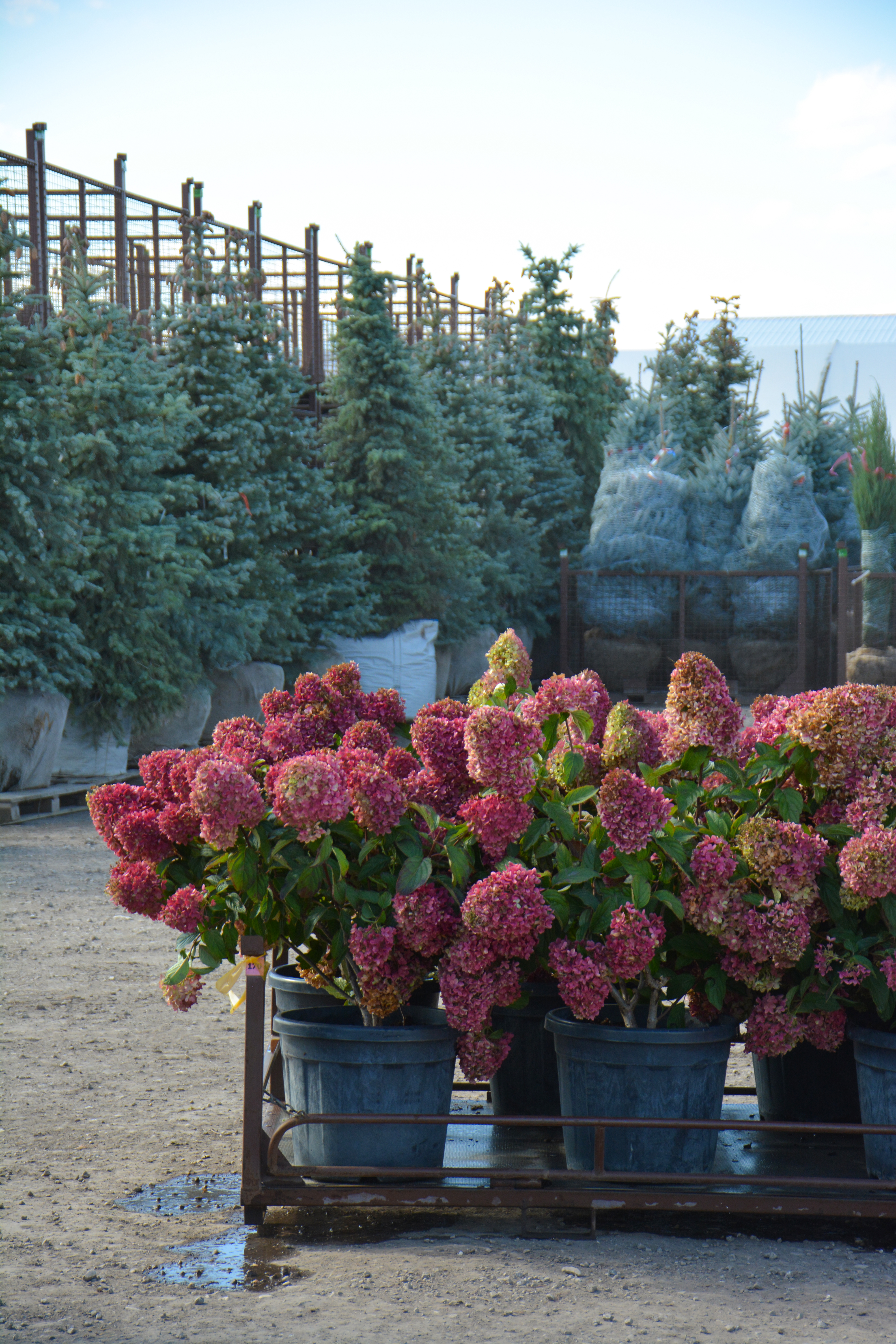 Превью изображения